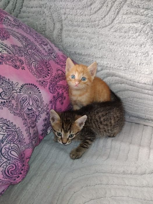 Отдам безоплатно котят в заботливые руки