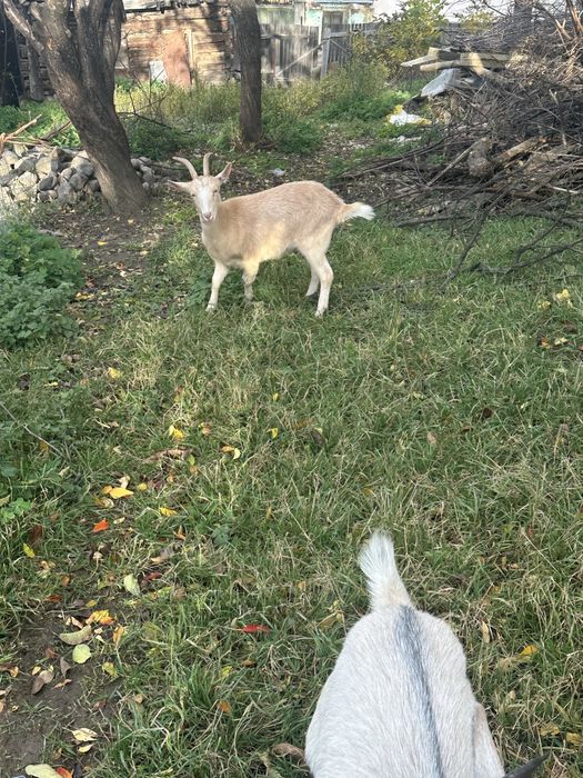 Vând iede două de anul trecut si trei de anul acesta