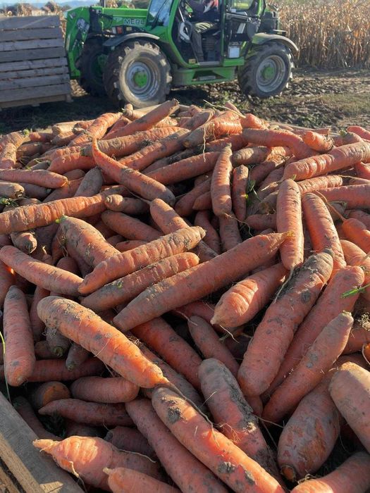 Vand Morcovi - Producator