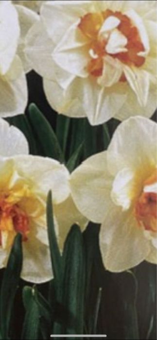 Bulbi de marcise 0,50bani buc