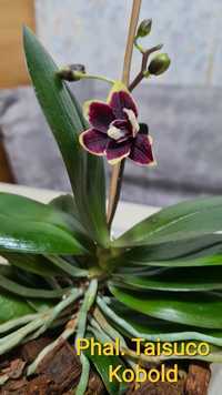 Орхидея мультифлора Taisuco Kobold.