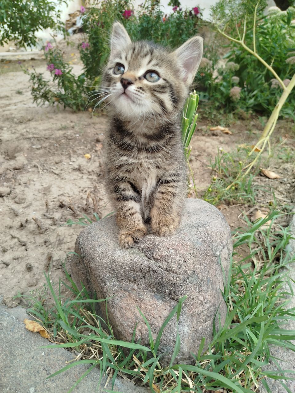 Отдам Даром красивых котят