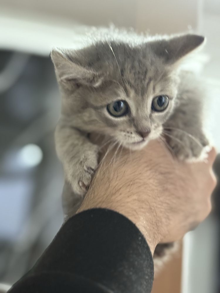 Котята продается 2мес