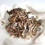 furnizam cetraria islandica. Iceland moss