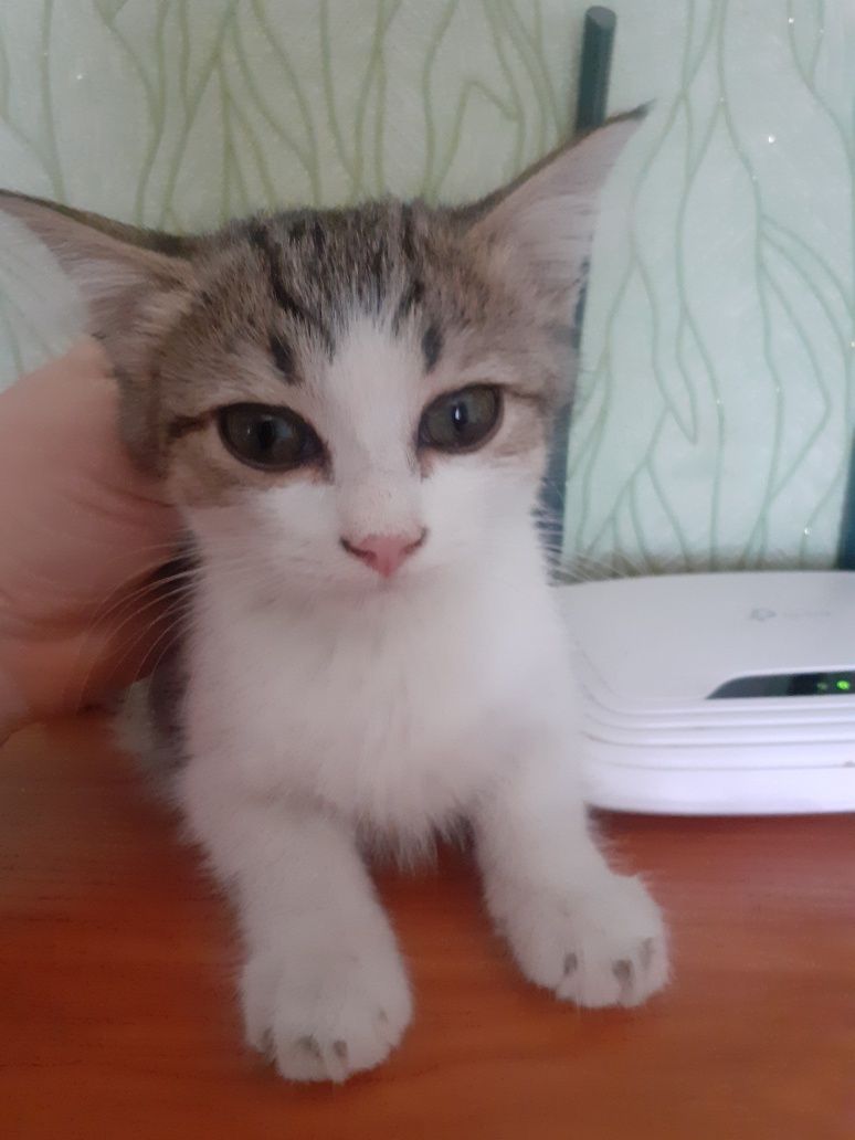 Отдам котёнка мальчика