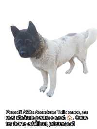 Donez Akita American