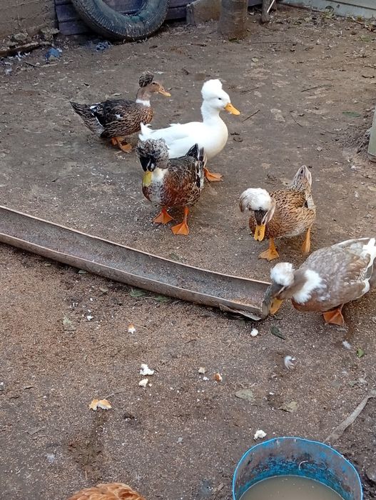 Rațe moțate vor să schimbe locația