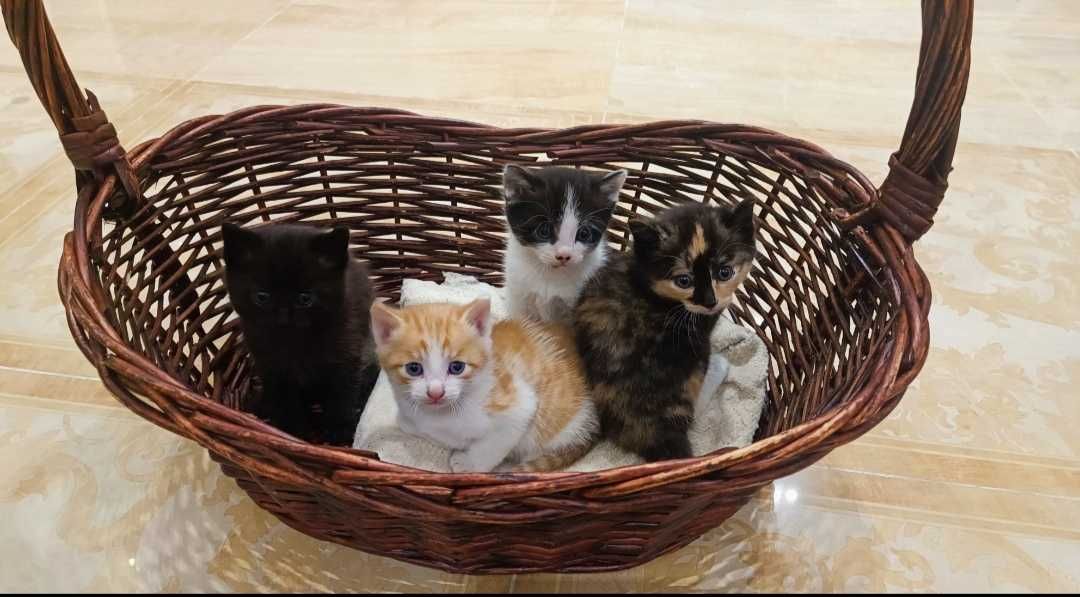 Лучшие котята КРЫСЫЛОВЫ
