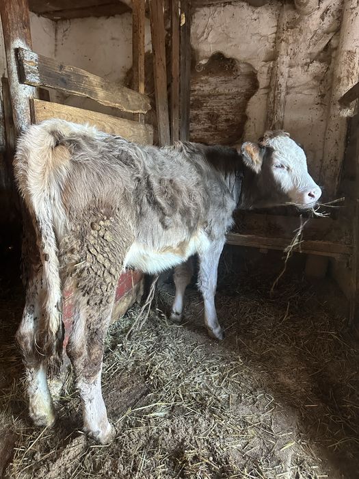 Vand vitica bruna de 7 luni