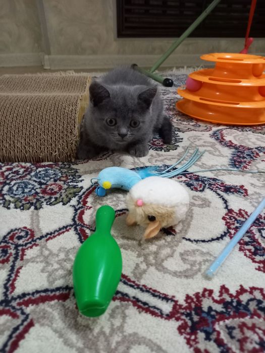 Продается британская девочка скотиш страйт