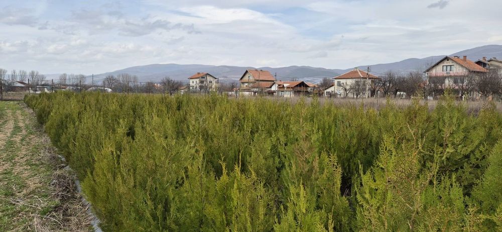 ТУЯ ЗАПАДНА. Продаваме