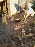 Donez catel mascul