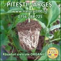 Rasaduri de legume CRESCUTE ORGANIC