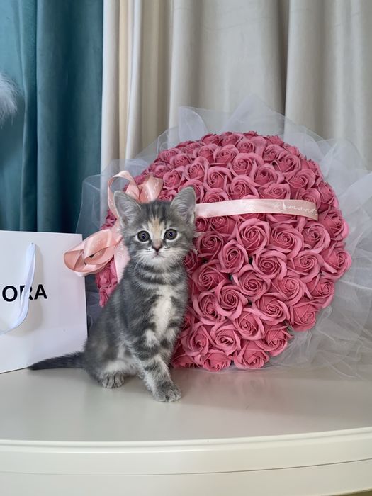 Кошка . Котята. Кот . Мысык . Вязка