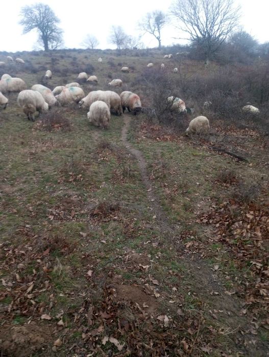 oi tinere de vanzare