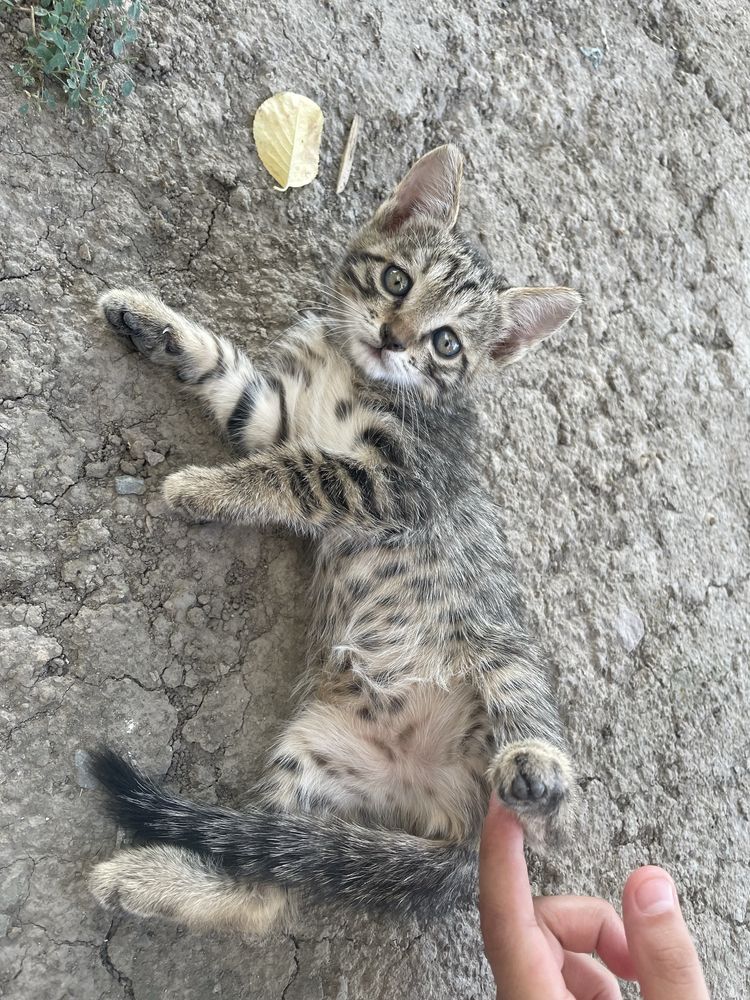 Mushuk sotiladi qiz