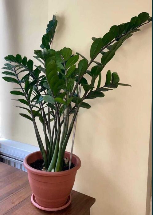 Декоративное комнатное растение ЗАМИОКУЛЬКАС (ДОЛЛАРОВОЕ ДЕРЕВО)