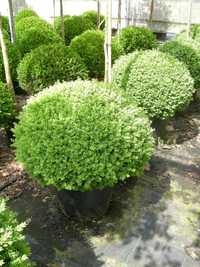 Buxus sempervirens globular, plante ornamentale, plante decorative