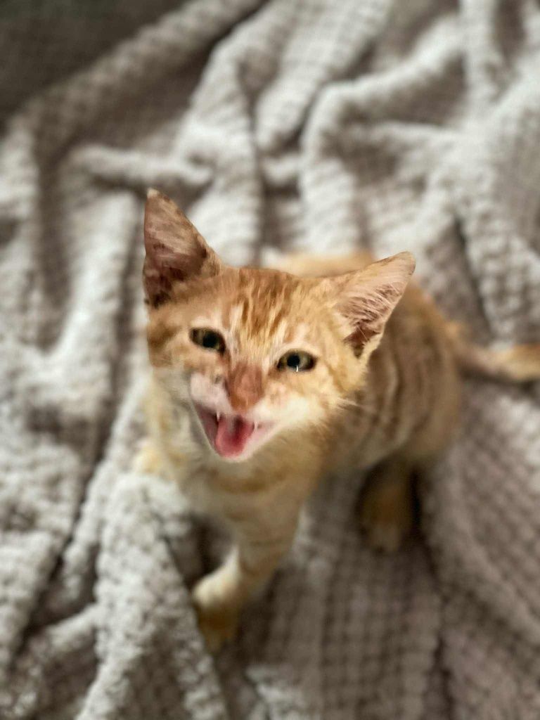 Подаряваме коте на 2 месеца