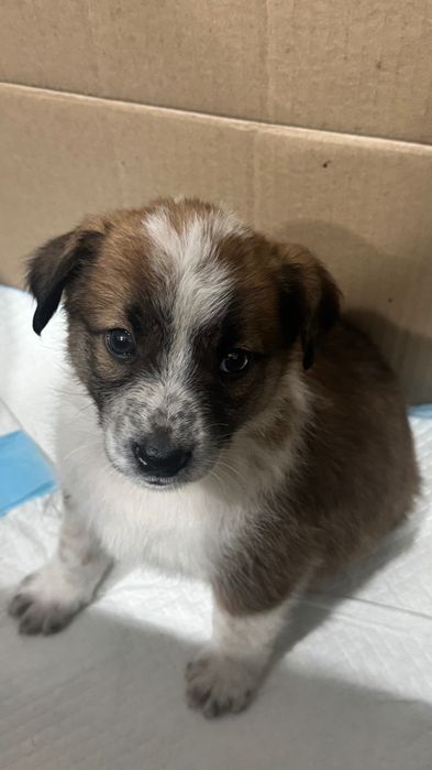 Щеночки в добрые руки