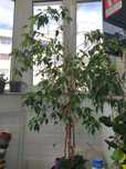 Planta apartament Ficus Benjamina bicolor , mare