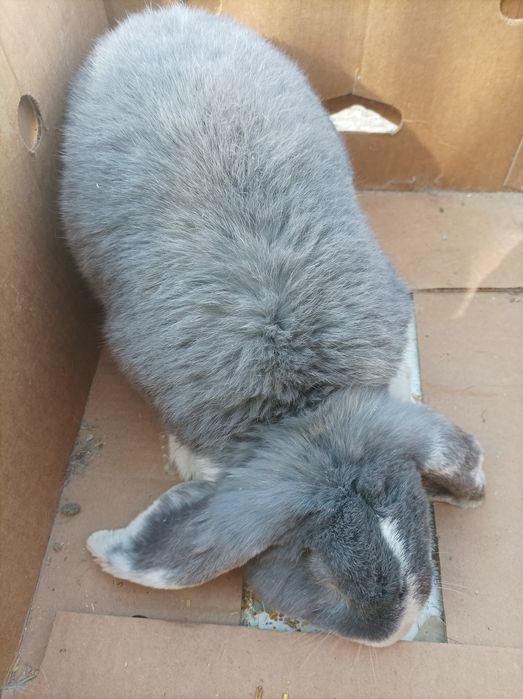 Fransuzki baran erkak