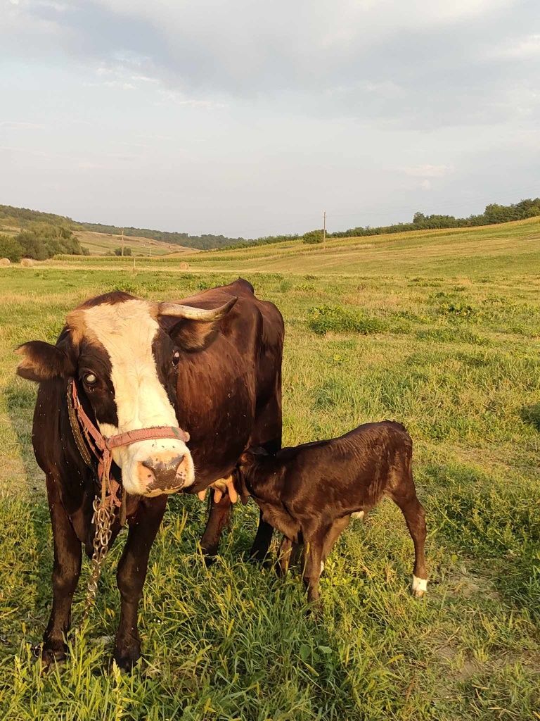 Schimb vaca cu iapă