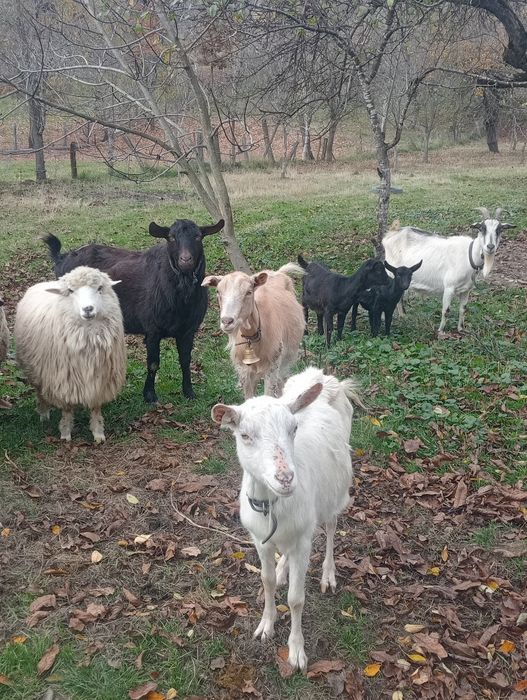 Vînd capere și un țap