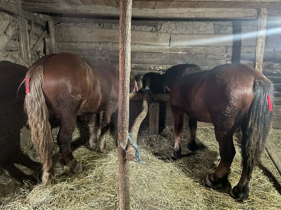 Vand 3 manji de un an si 3 luni