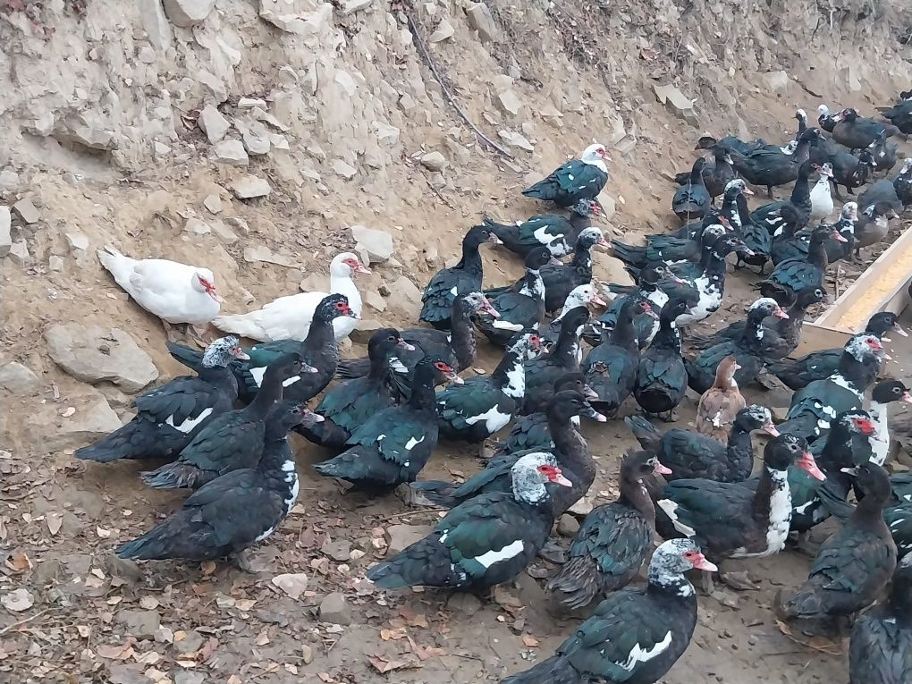 Rațe mute de vânzare tinere de anul acesta