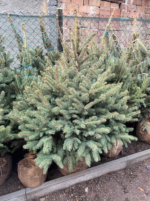 Brad argintiu cu balot de pamant