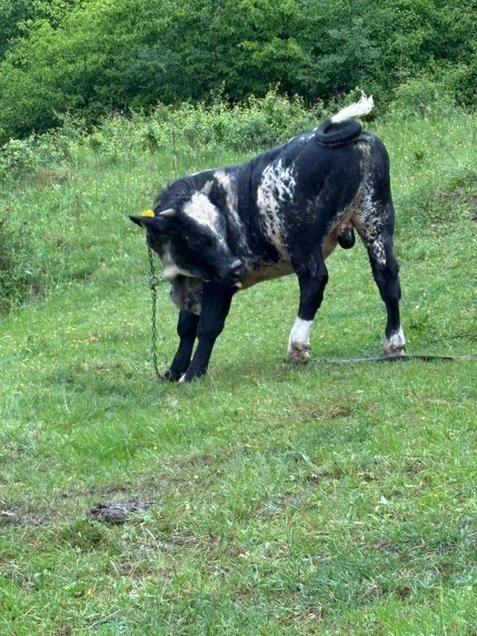 Vând vițel albastru belgian