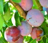 Pomi Fructiferi deosebiti  prun jamaica