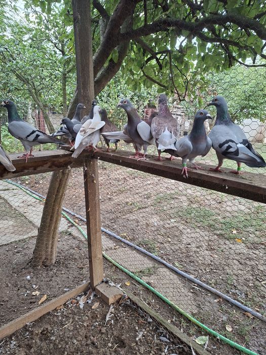 Vand 12 perechi de porumbei voiajori