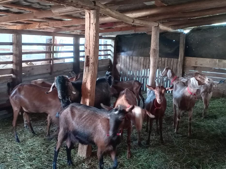 Vand capre metise angolanubianus cu alpine franceze