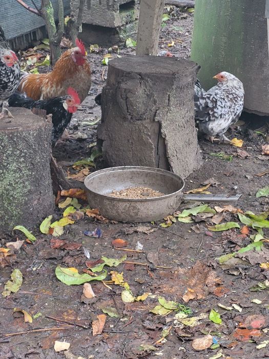 Gainuse si cocoșei pitici