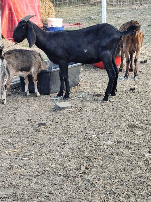 Capre anglo-nubian caută casă nouă în Arad!