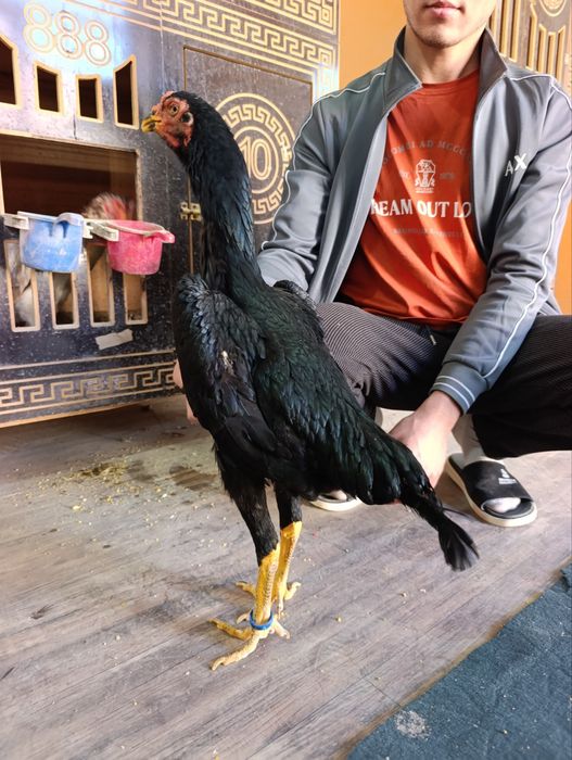 Privaznoy toza o shamo makyonla sotiladi