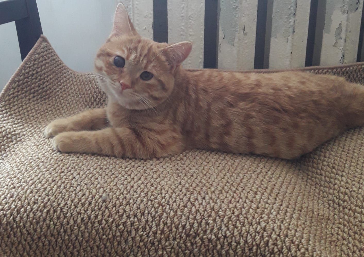 Рыжий котик, 10 мес. Отдам бесплатно