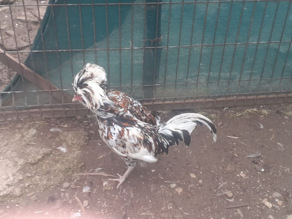 Vând pereche găini padoane portelan