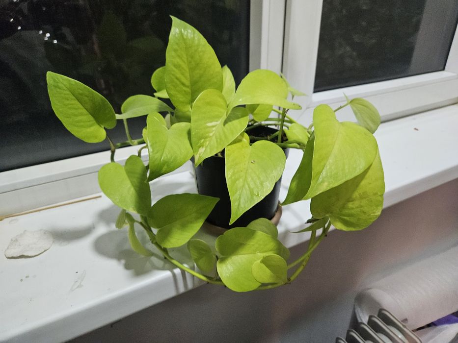 Сциндапсус неон 3т