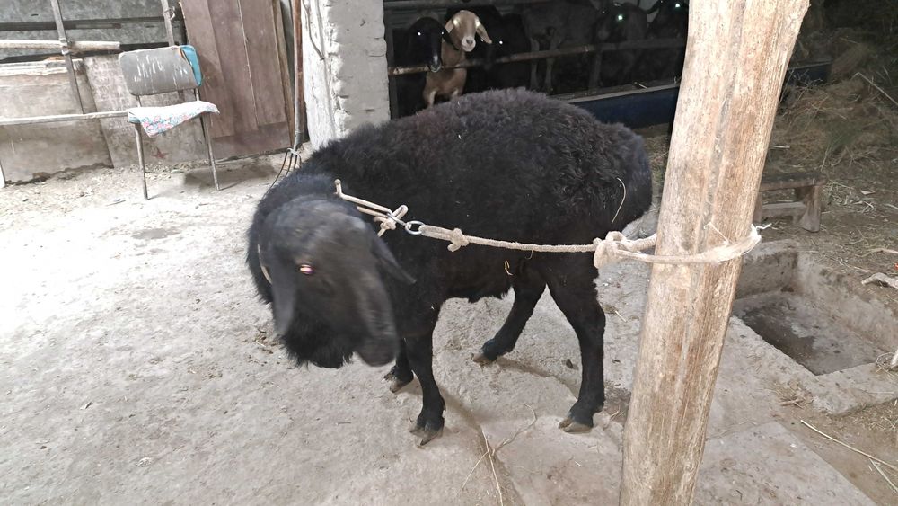 Катта соглом кора кучкор сотилади 2йош