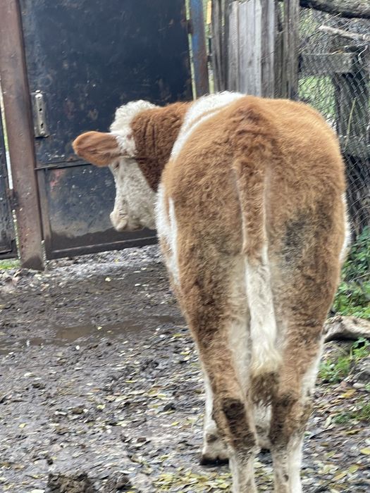 Vand vitea                            .