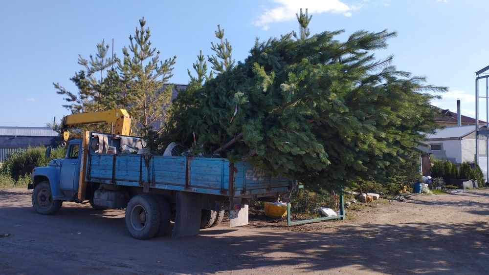 У нас на продаже ели сосны и ландшавный дизайн