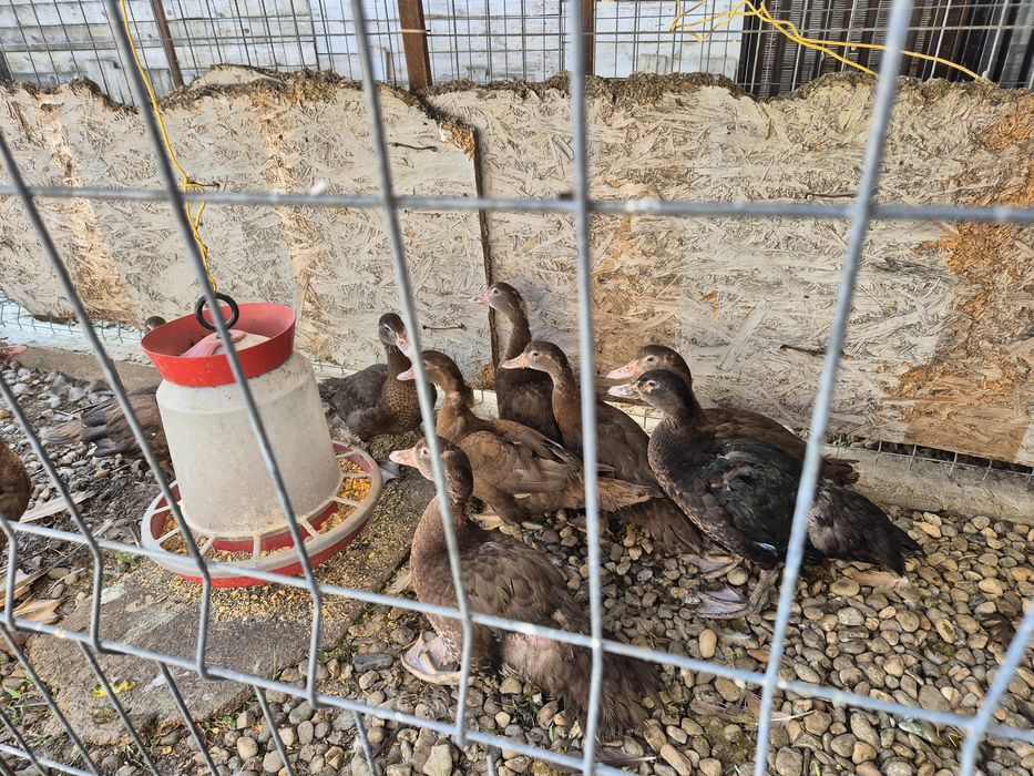 Rate mute ciocolatiu,de vanzare!