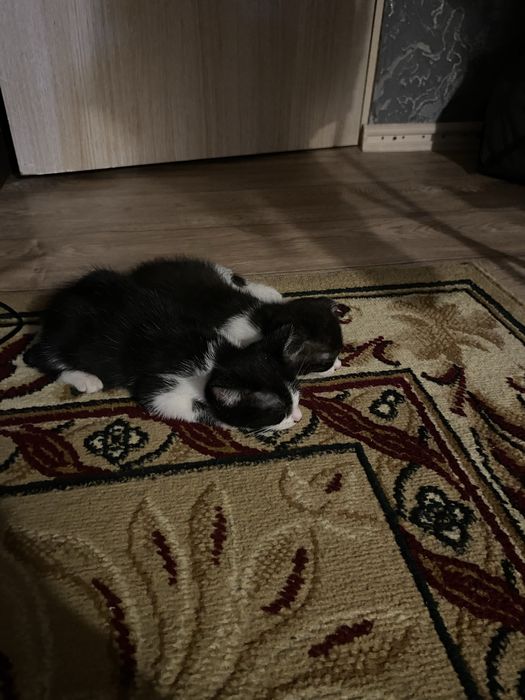 Котята мальчик и девочка