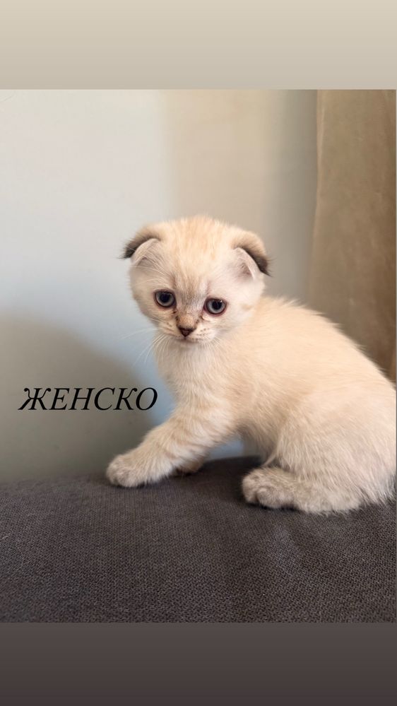 Британски котета-смеска