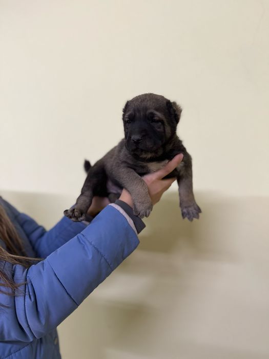 Продаются щенки Алабая