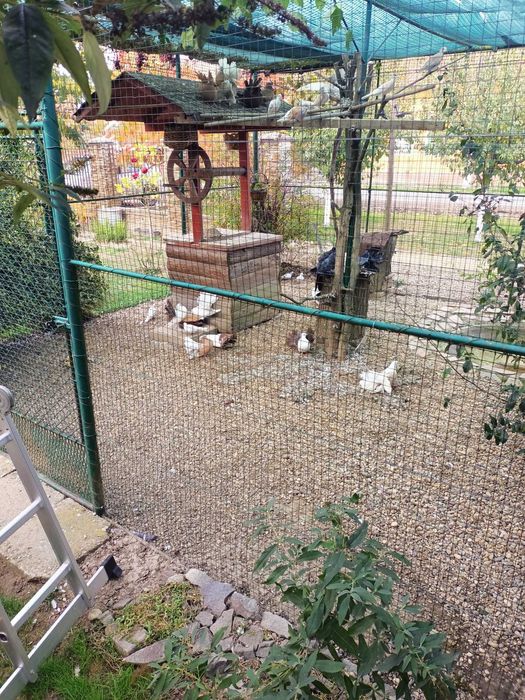 Vând porumbei voltati