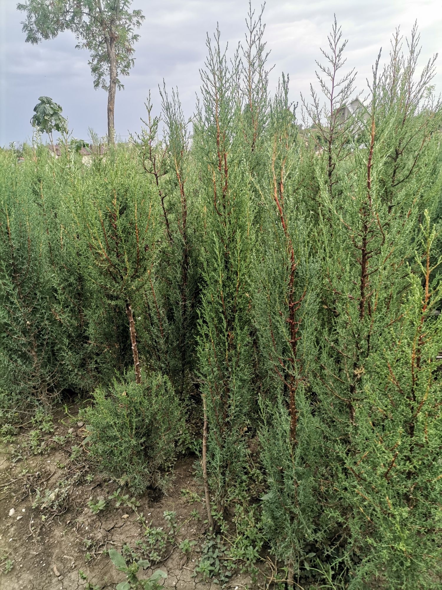 Vând plante ornamentale